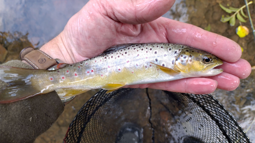 Photo of the the last trout from weir pool